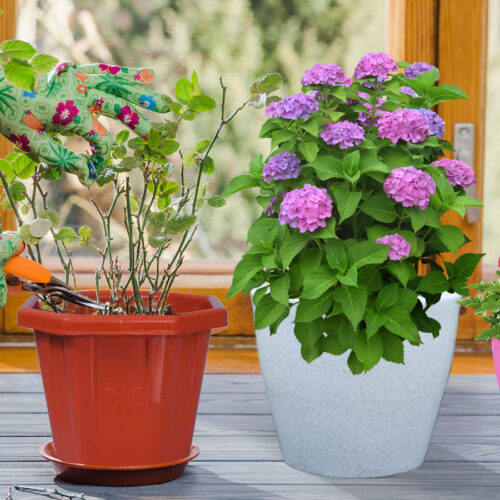 The Role of Flowers and Pots in Cultivating a Thriving Home Garden